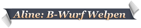 Aline: B-Wurf Welpen