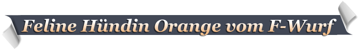 Feline Hündin Orange vom F-Wurf