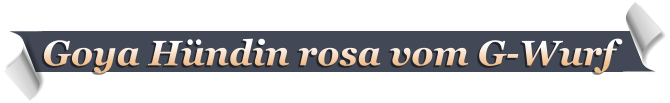 Goya Hündin rosa vom G-Wurf